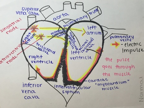 Cardiovascular System - C&J Semester Project